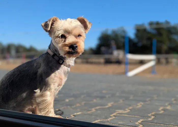 Apartament Lasitta Starzno